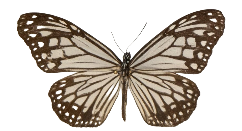 Parantica aglea melanoides — NYMPHALIDAE/Daninae/_TDR5467.jpg