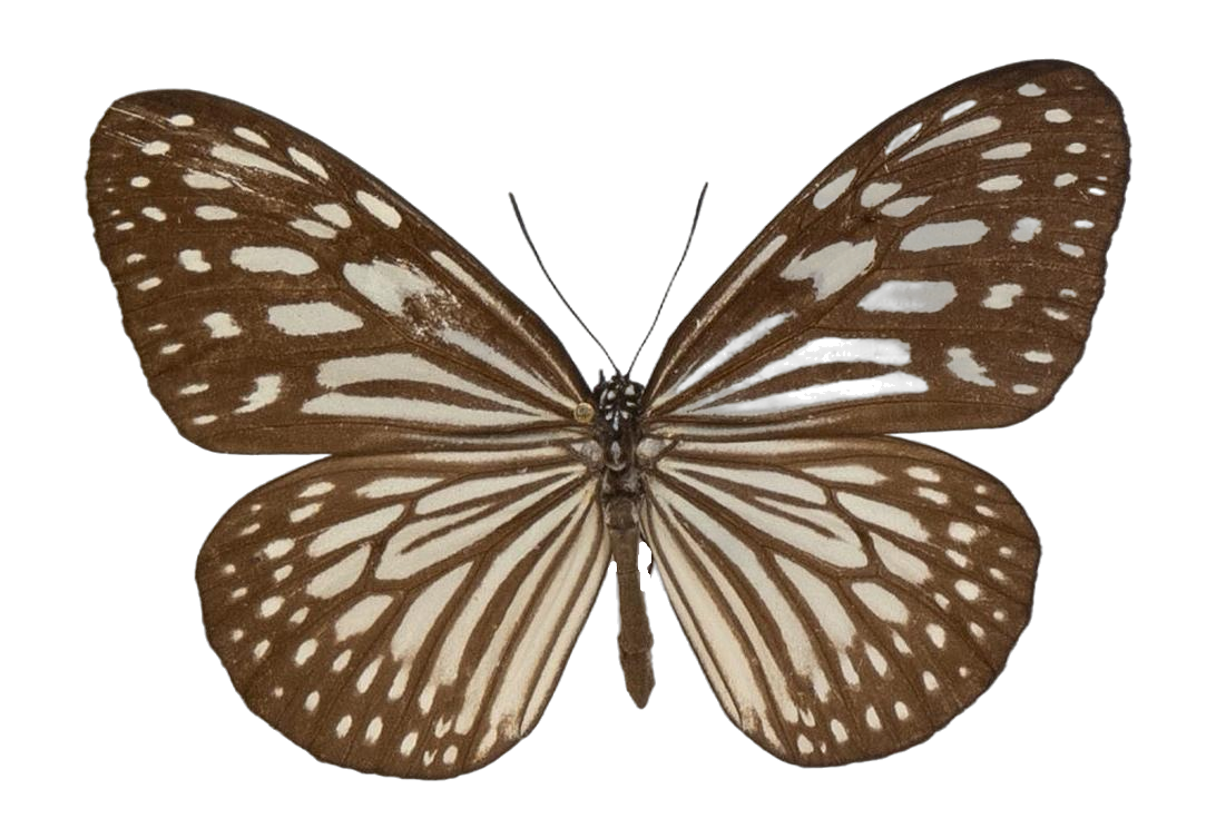 Parantica aglea aglea — NYMPHALIDAE/Daninae/_TDR5467.jpg