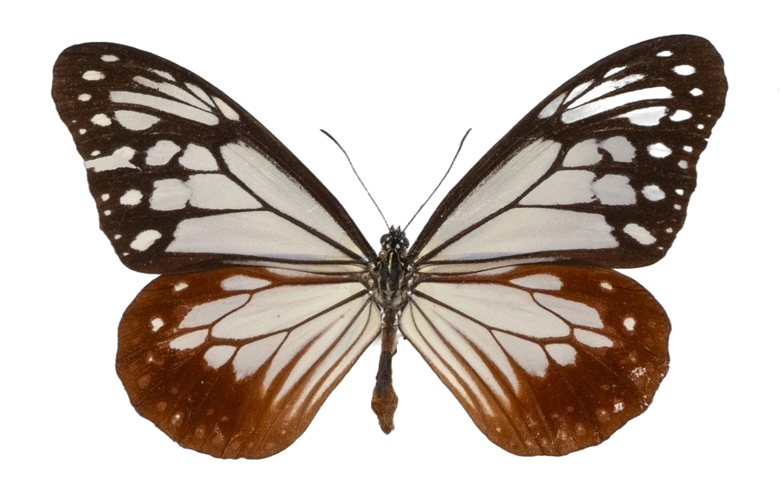 Parantica sita — NYMPHALIDAE/Daninae/_TDR5469.jpg