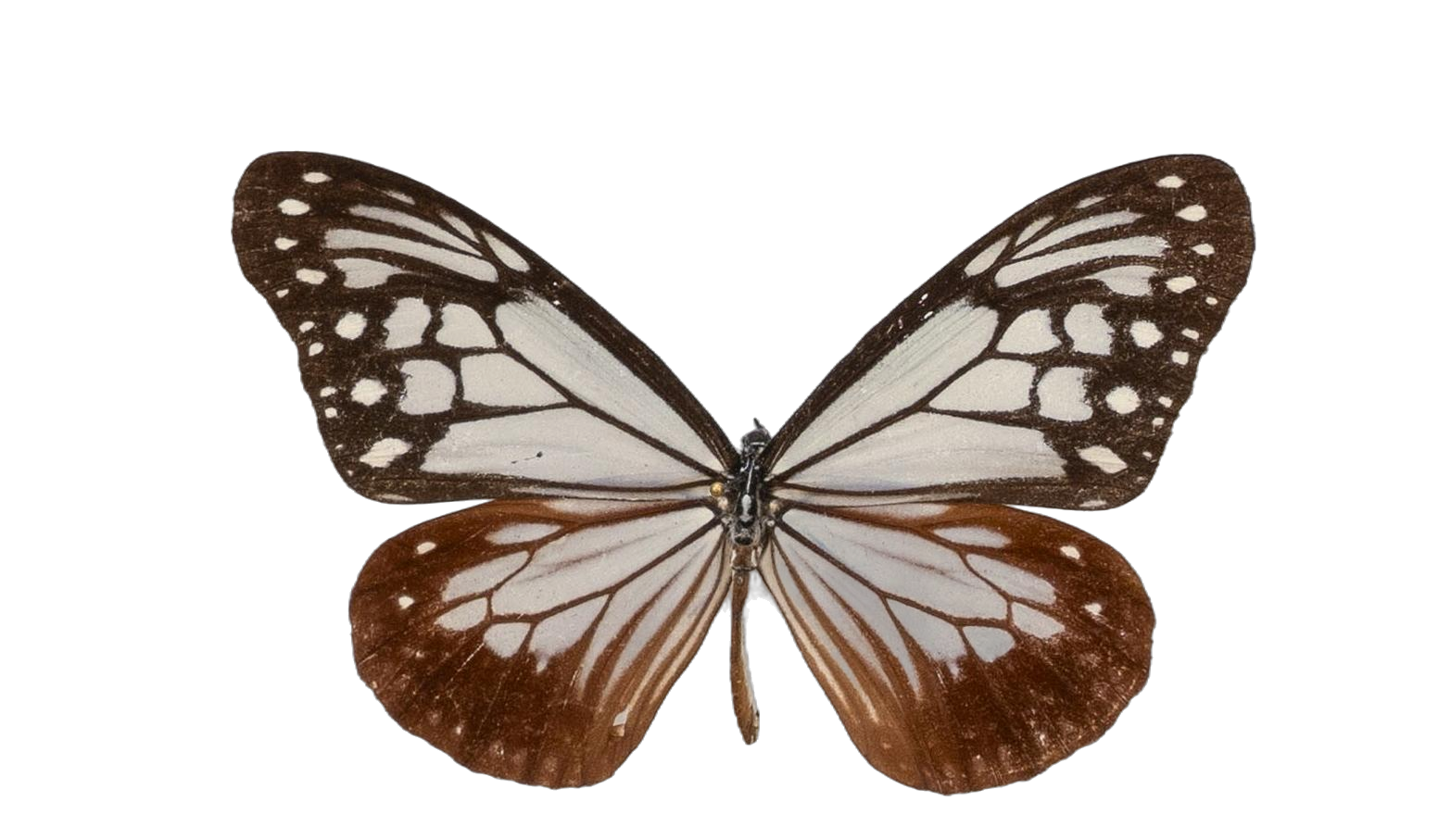 Parantica sita — NYMPHALIDAE/Daninae/_TDR5469.jpg