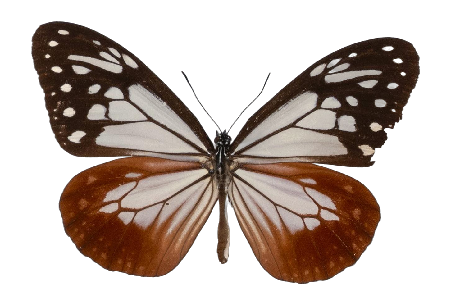 Parantica sita — NYMPHALIDAE/Daninae/_TDR5469.jpg