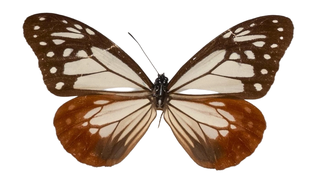 Parantica sita — NYMPHALIDAE/Daninae/_TDR5469.jpg
