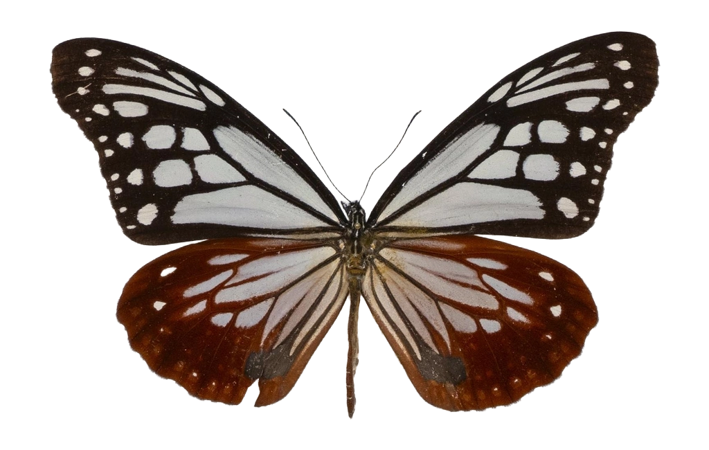 Parantica sita — NYMPHALIDAE/Daninae/_TDR5469.jpg