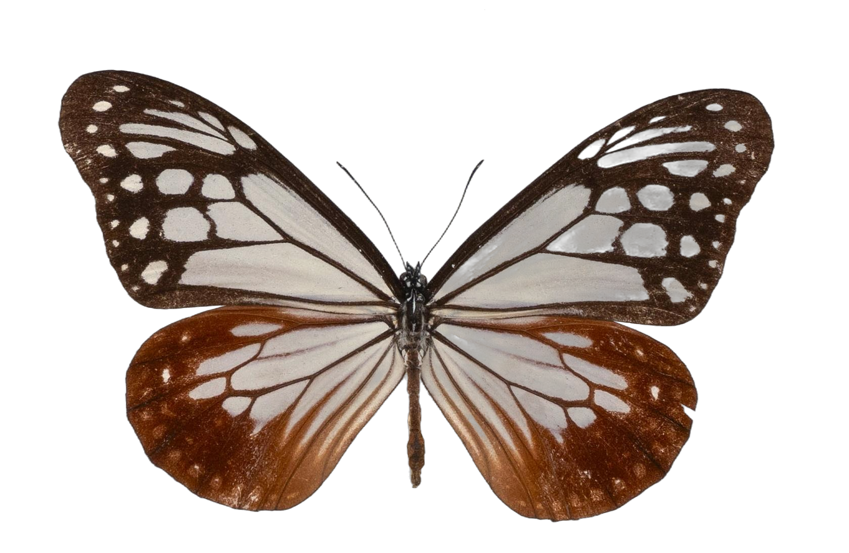 Parantica sita — NYMPHALIDAE/Daninae/_TDR5469.jpg