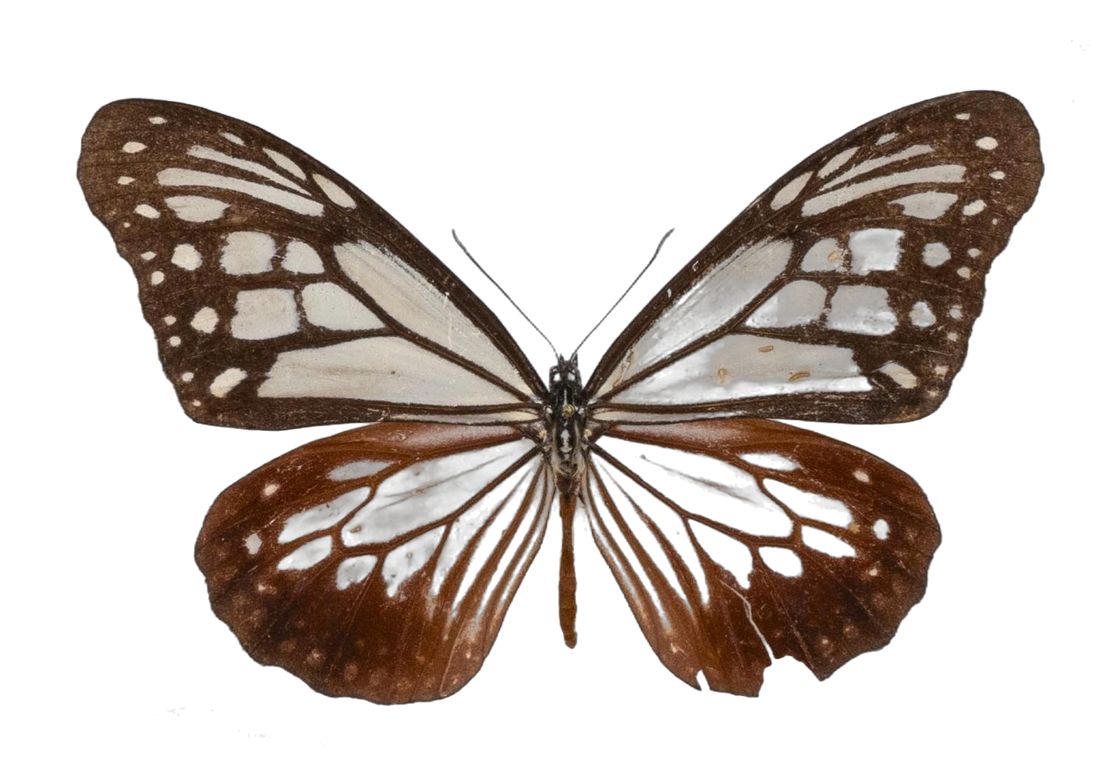 Parantica sita — NYMPHALIDAE/Daninae/_TDR5469.jpg