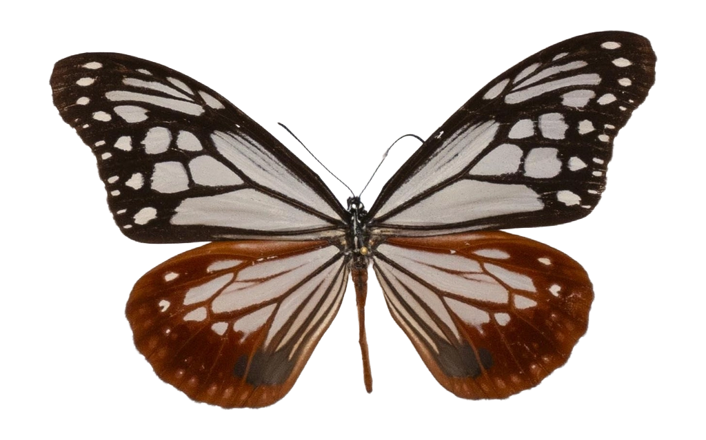 Parantica sita — NYMPHALIDAE/Daninae/_TDR5469.jpg