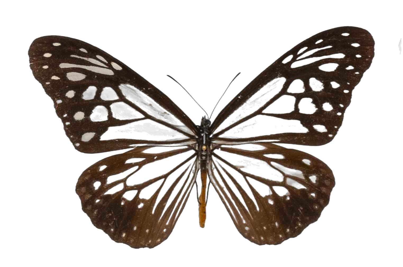 Parantica sita — NYMPHALIDAE/Daninae/_TDR5469.jpg