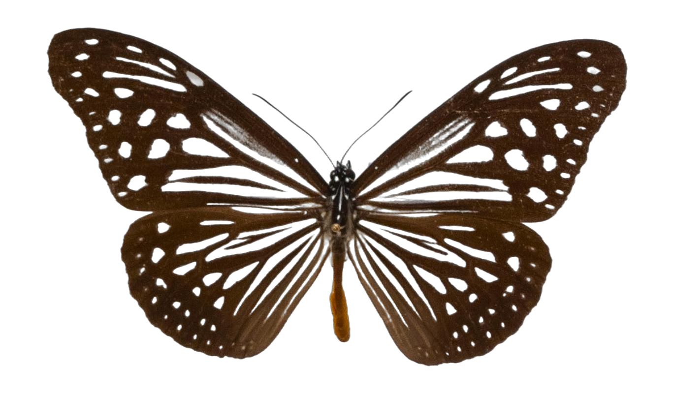 Parantica luzonensis banksii — NYMPHALIDAE/Daninae/_TDR5469.jpg