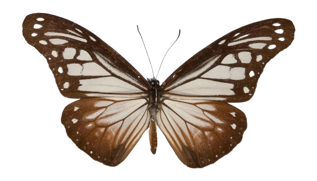 Parantica tityoides — NYMPHALIDAE/Daninae/_TDR5469.jpg