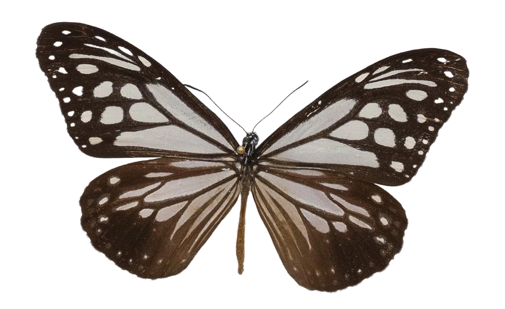 Parantica swinhoei subsp. swinhoei — NYMPHALIDAE/Daninae/_TDR5470.jpg