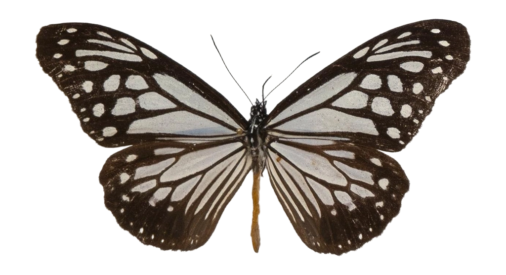 Parantica melaneus sinopion — NYMPHALIDAE/Daninae/_TDR5470.jpg