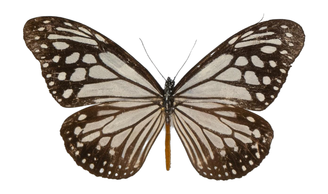 Parantica melaneus sinopion — NYMPHALIDAE/Daninae/_TDR5470.jpg