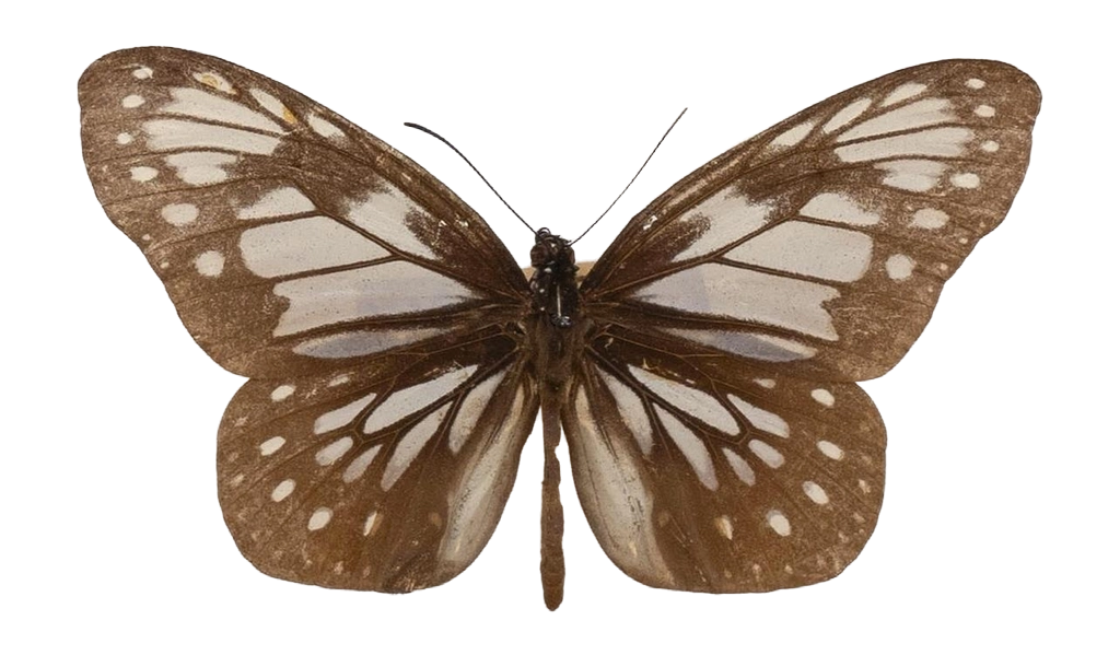Parantica garamantis — NYMPHALIDAE/Daninae/_TDR5470.jpg