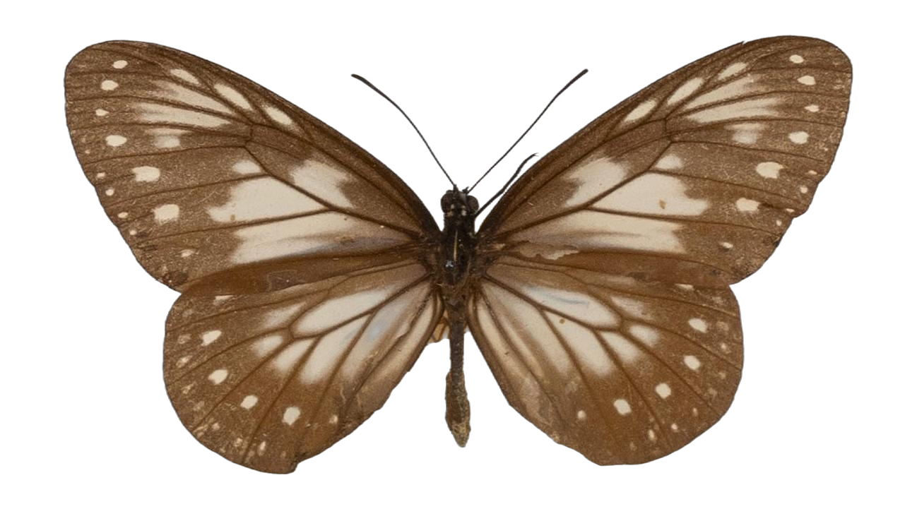 Parantica garamantis — NYMPHALIDAE/Daninae/_TDR5470.jpg
