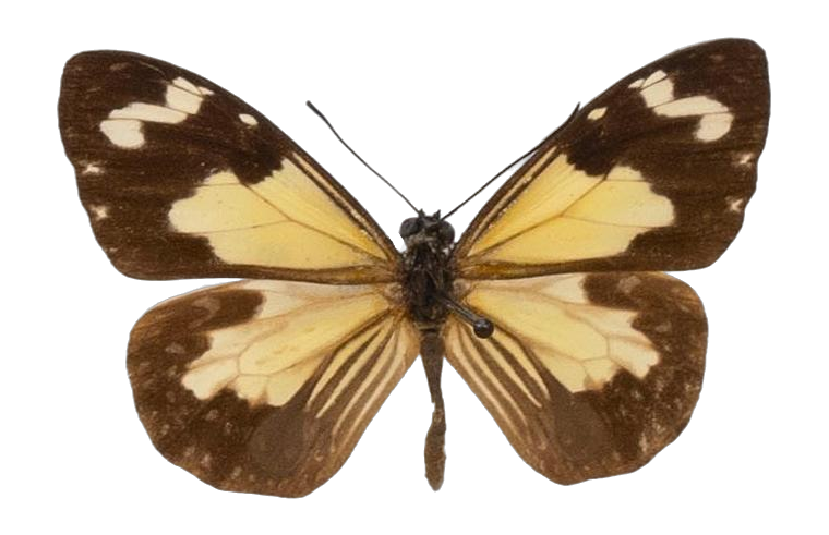 Parantica pumila mariana — NYMPHALIDAE/Daninae/_TDR5470.jpg