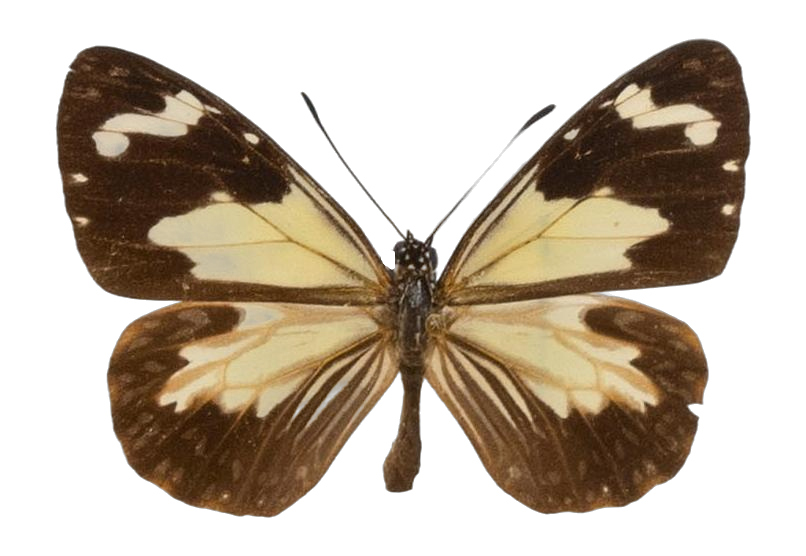 Parantica pumila mariana — NYMPHALIDAE/Daninae/_TDR5470.jpg