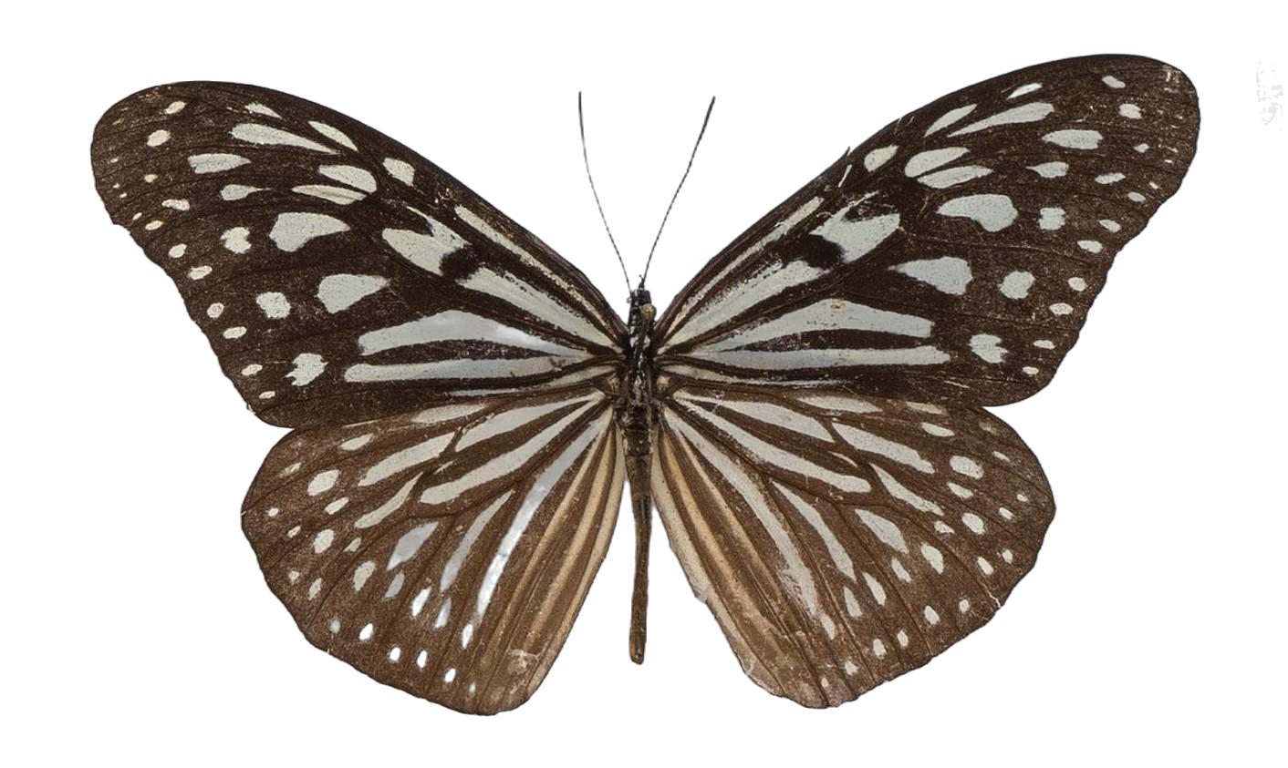 Ideopsis similis persimilis — NYMPHALIDAE/Daninae/_TDR5471.jpg