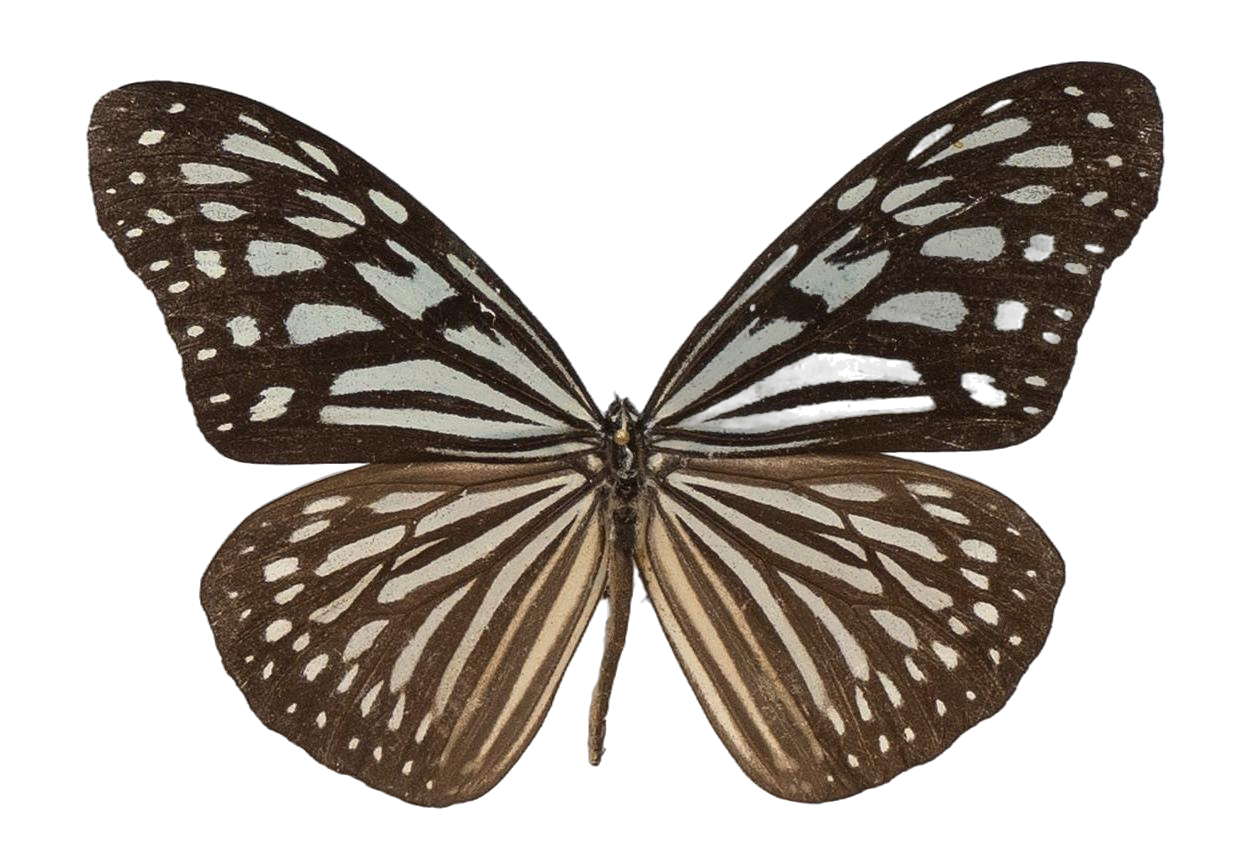 Ideopsis similis persimilis — NYMPHALIDAE/Daninae/_TDR5471.jpg