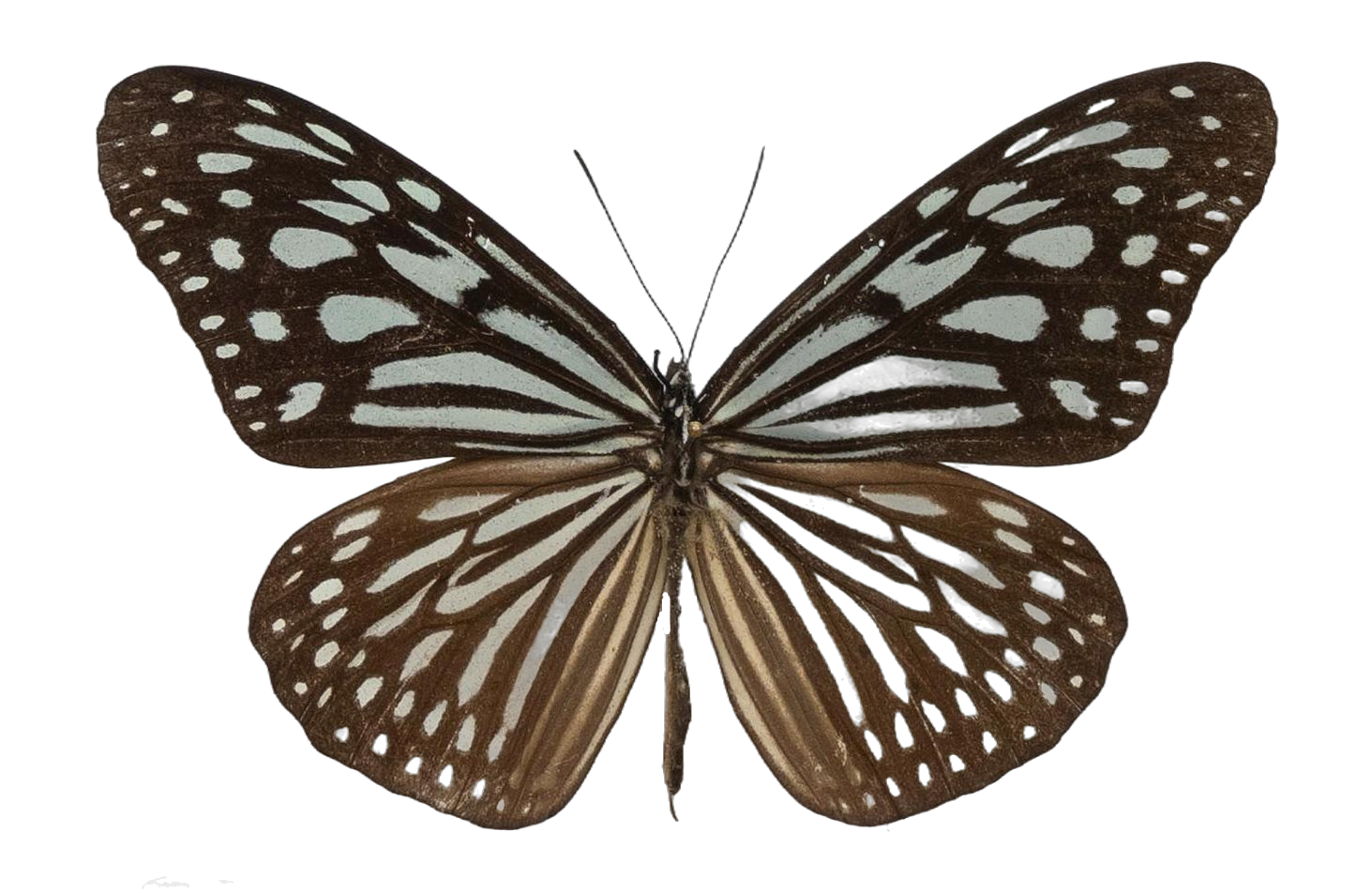 Ideopsis similis persimilis — NYMPHALIDAE/Daninae/_TDR5471.jpg