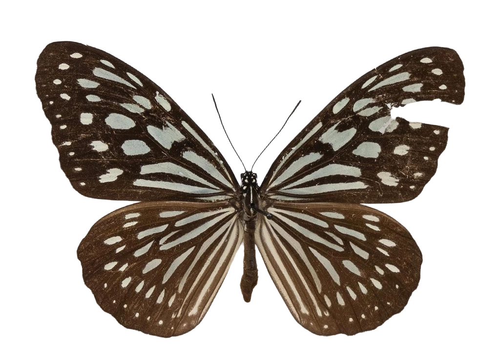 Ideopsis similis persimilis — NYMPHALIDAE/Daninae/_TDR5471.jpg