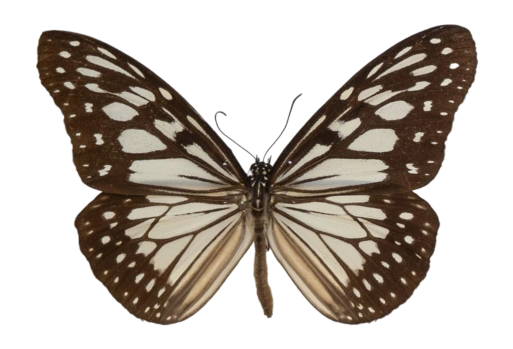 Ideopsis juventa juventa — NYMPHALIDAE/Daninae/_TDR5471.jpg