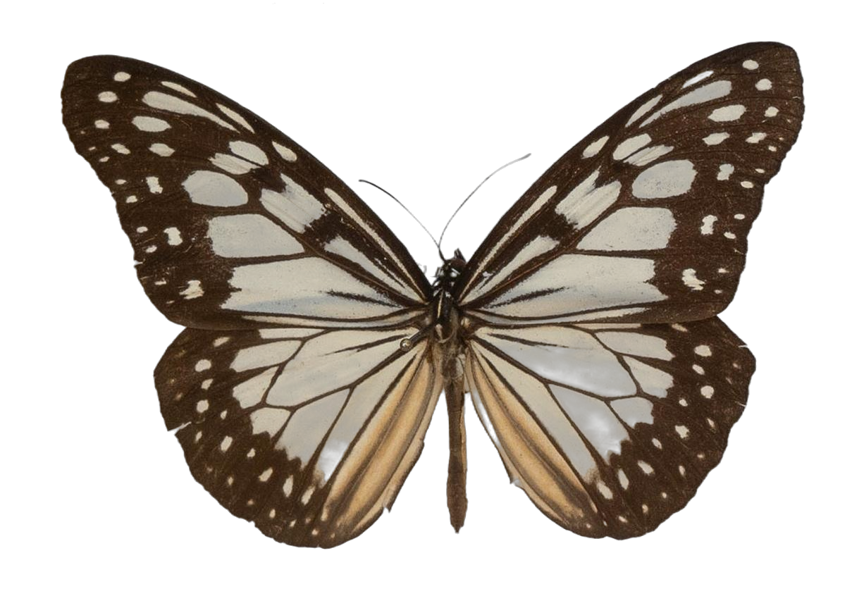 Ideopsis juventa juventa — NYMPHALIDAE/Daninae/_TDR5471.jpg