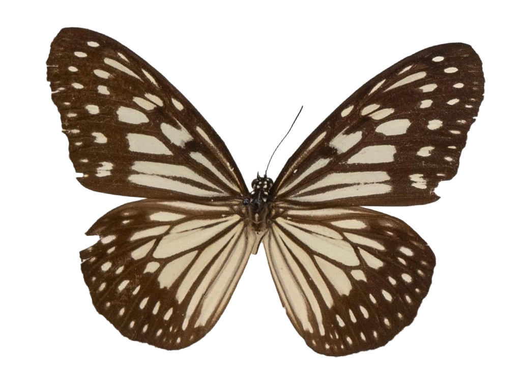 Ideopsis juventa kinitis — NYMPHALIDAE/Daninae/_TDR5471.jpg