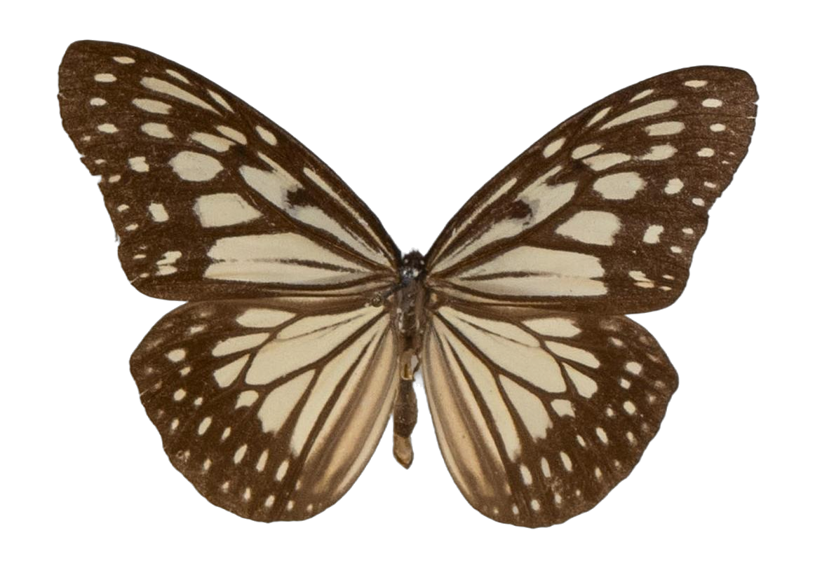 Ideopsis juventa kinitis — NYMPHALIDAE/Daninae/_TDR5471.jpg