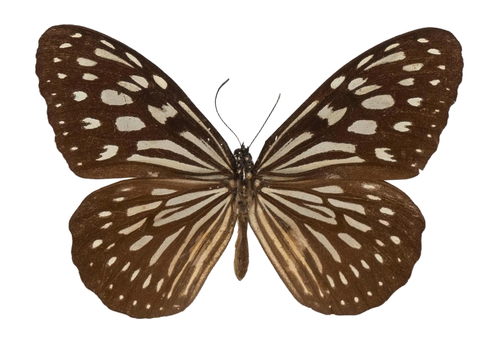 Ideopsis similis subsp. similis — NYMPHALIDAE/Daninae/_TDR5471.jpg