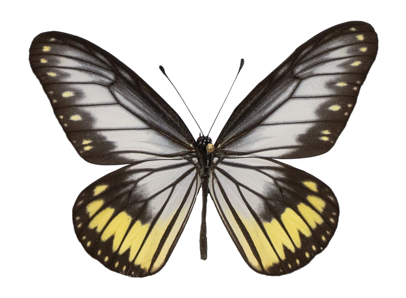 Ideopsis vitrea oenopia — NYMPHALIDAE/Daninae/_TDR5472.jpg