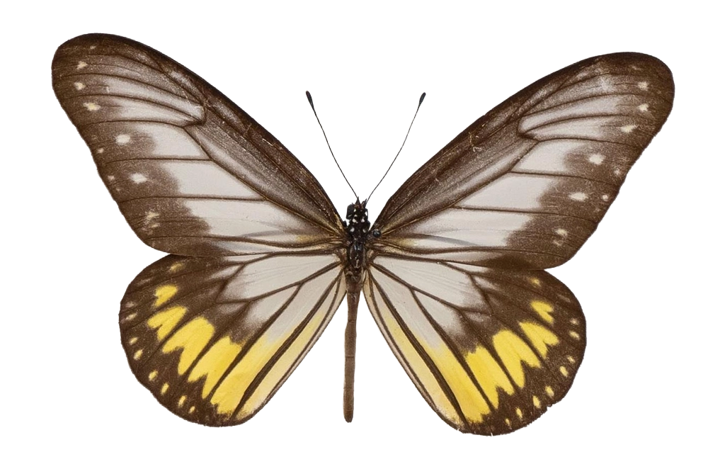 Ideopsis vitrea oenopia — NYMPHALIDAE/Daninae/_TDR5472.jpg