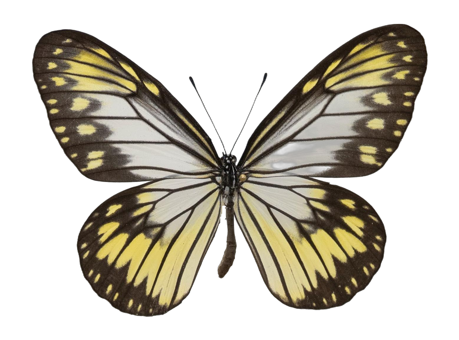 Ideopsis vitrea oenopia — NYMPHALIDAE/Daninae/_TDR5472.jpg