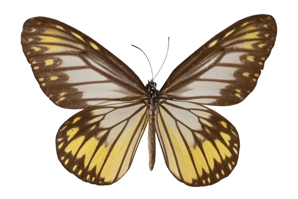 Ideopsis vitrea oenopia — NYMPHALIDAE/Daninae/_TDR5472.jpg