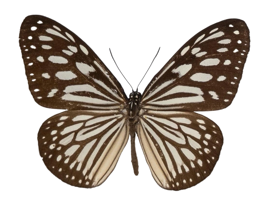 Ideopsis vulgaris palawana — NYMPHALIDAE/Daninae/_TDR5472.jpg