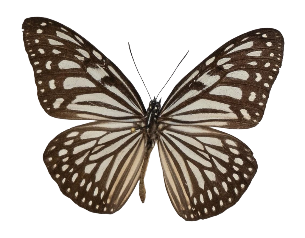Ideopsis vulgaris palawana — NYMPHALIDAE/Daninae/_TDR5472.jpg