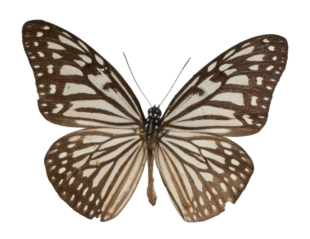 Ideopsis vulgaris palawana — NYMPHALIDAE/Daninae/_TDR5472.jpg
