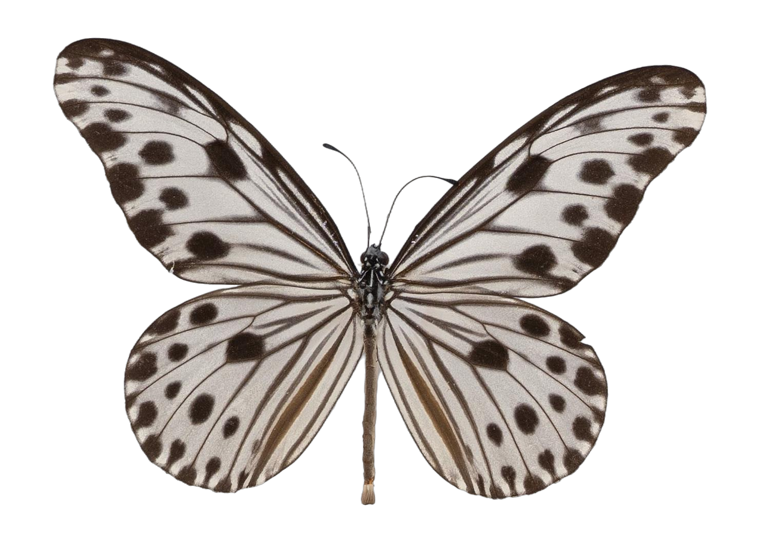 Ideopsis gaura perakana — NYMPHALIDAE/Daninae/_TDR5472.jpg