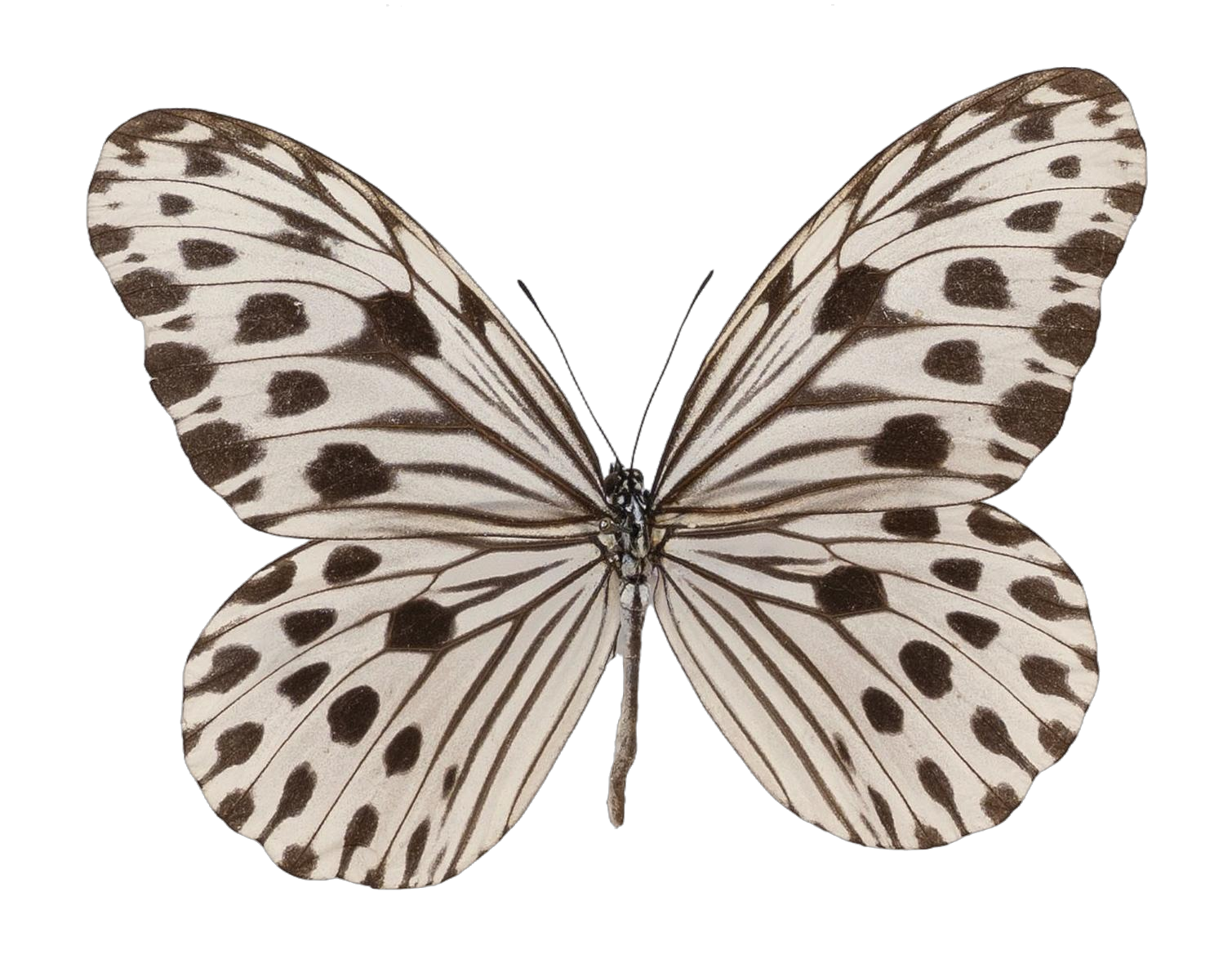 Ideopsis gaura perakana — NYMPHALIDAE/Daninae/_TDR5472.jpg