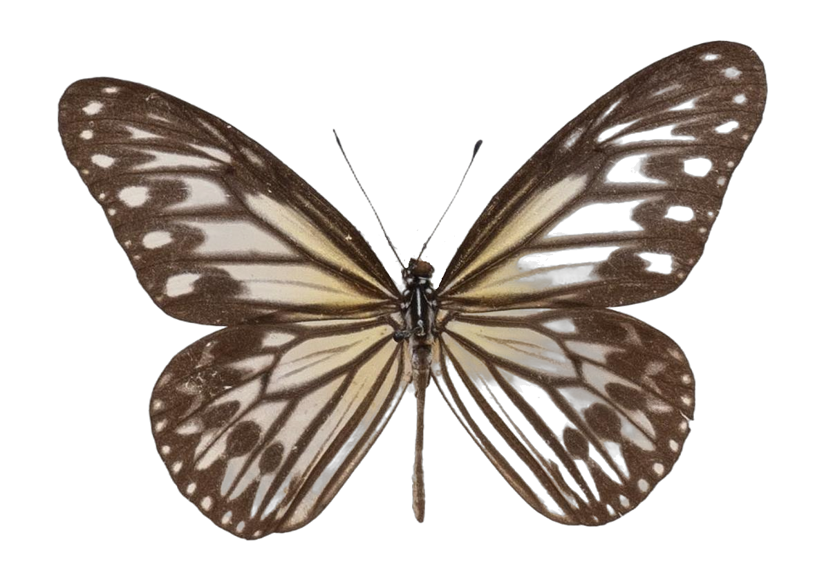 Ideopsis gaura anapis — NYMPHALIDAE/Daninae/_TDR5472.jpg