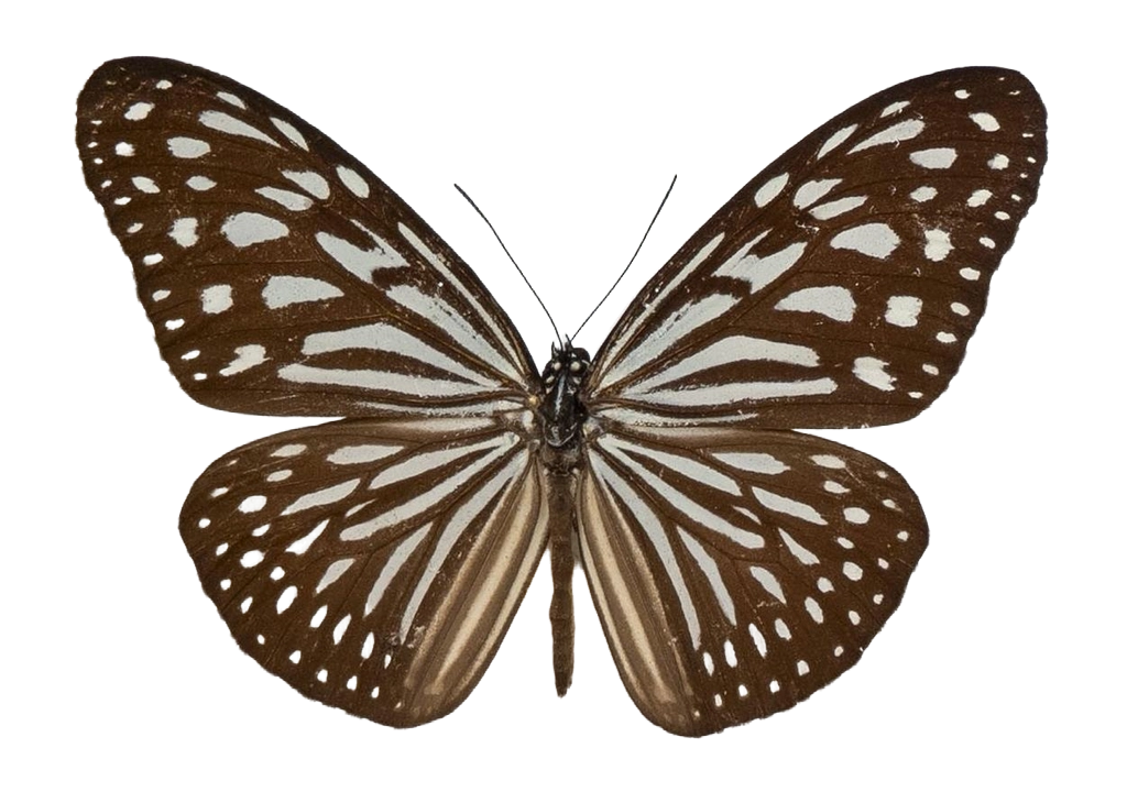 Ideopsis vulgaris macrina — NYMPHALIDAE/Daninae/_TDR5472.jpg
