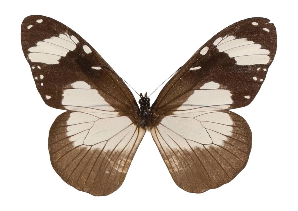 Amauris niavius aethiops — NYMPHALIDAE/Daninae/_TDR5473.jpg