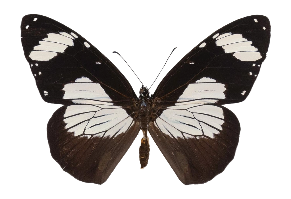 Amauris niavius aethiops — NYMPHALIDAE/Daninae/_TDR5473.jpg