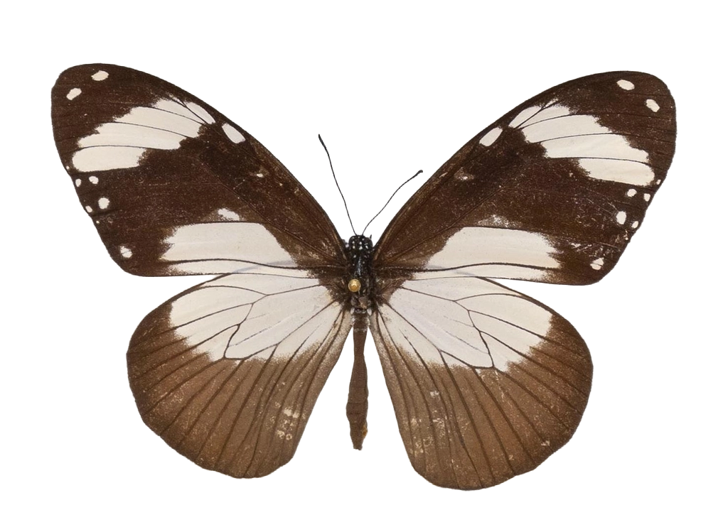 Amauris niavius aethiops — NYMPHALIDAE/Daninae/_TDR5473.jpg