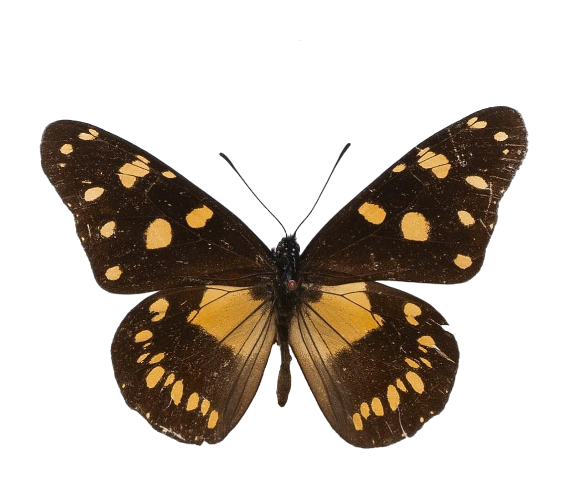 Amauris ellioti ellioti — NYMPHALIDAE/Daninae/_TDR5474.jpg