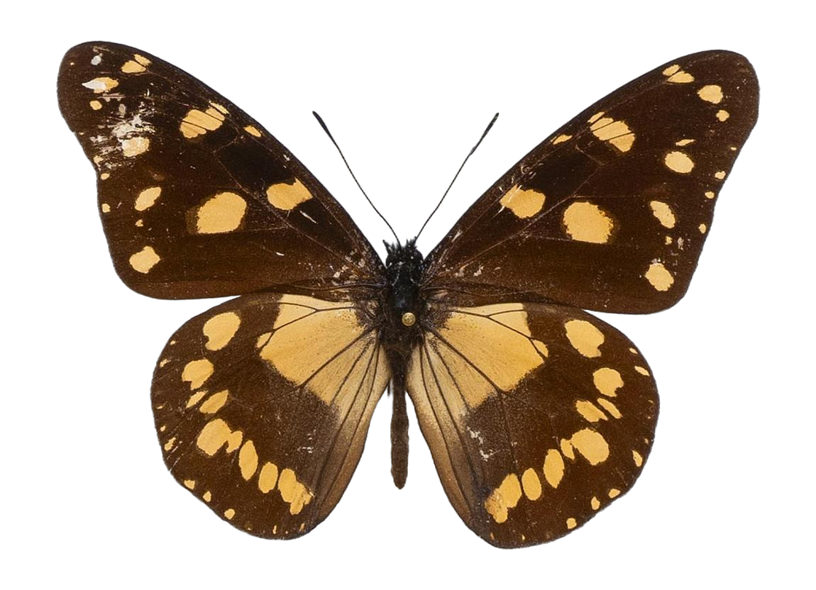 Amauris ellioti ellioti — NYMPHALIDAE/Daninae/_TDR5474.jpg