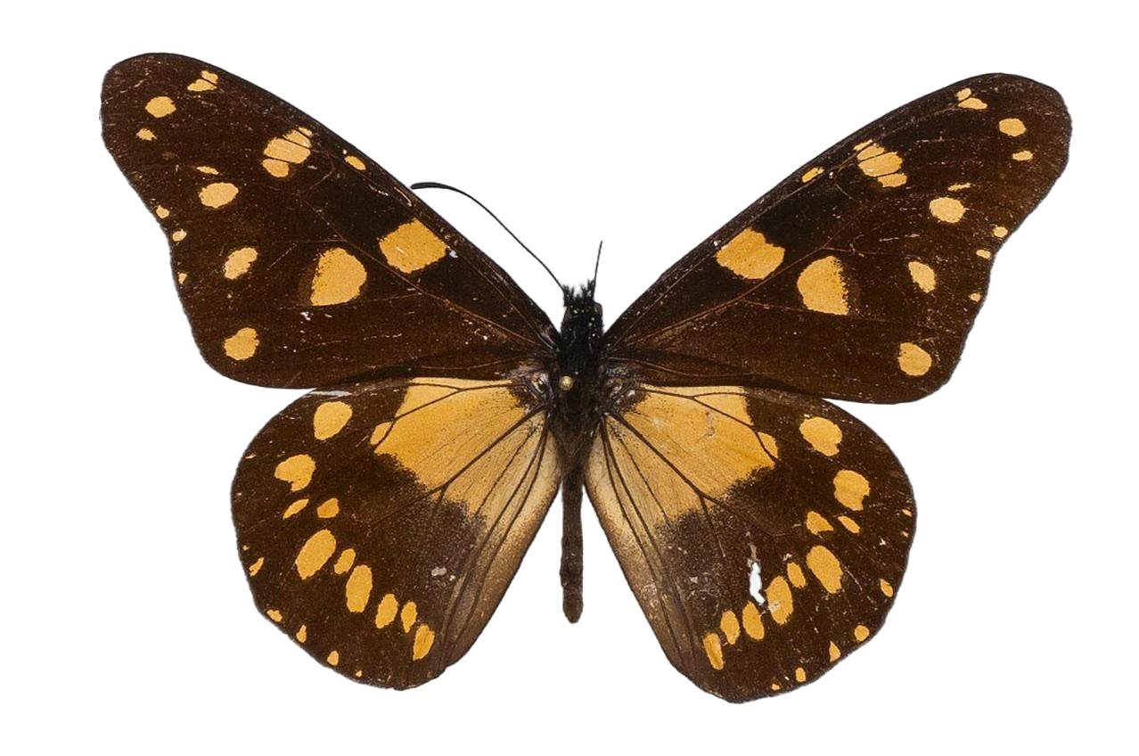 Amauris ellioti ellioti — NYMPHALIDAE/Daninae/_TDR5474.jpg