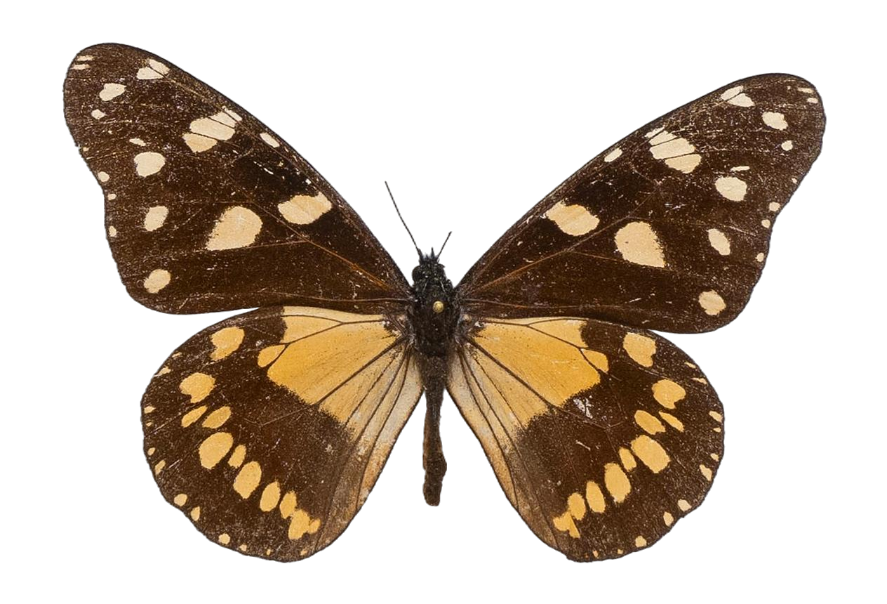 Amauris ellioti ellioti — NYMPHALIDAE/Daninae/_TDR5474.jpg