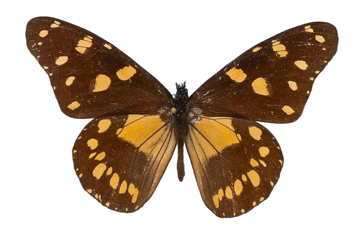 Amauris ellioti ellioti — NYMPHALIDAE/Daninae/_TDR5474.jpg