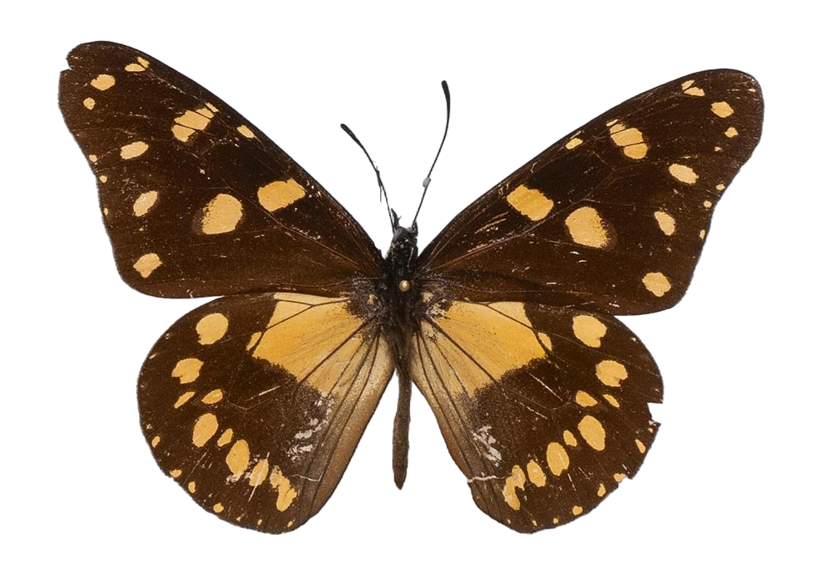 Amauris ellioti ellioti — NYMPHALIDAE/Daninae/_TDR5474.jpg