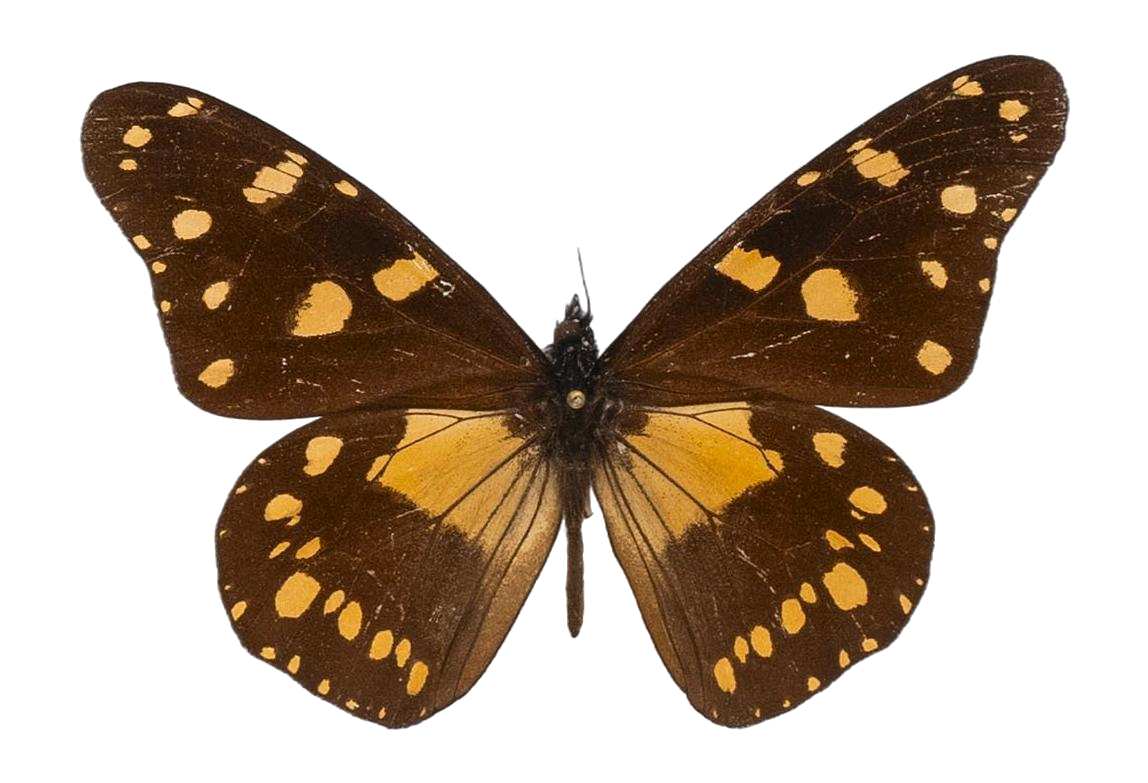 Amauris ellioti ellioti — NYMPHALIDAE/Daninae/_TDR5474.jpg